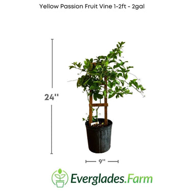 Yellow Passion Fruit Vine, Maracuya Amarillo for sale from Florida